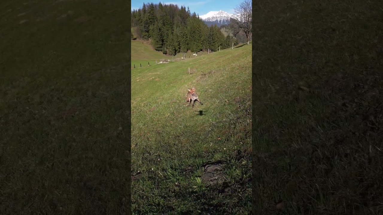 I caught a fox on the camera of the drone! 