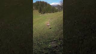 I Caught A Fox On The Camera Of The Drone