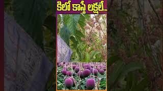 Miyazaki Mango Plant 2.5 To 3Lakhs Per Kg Anta