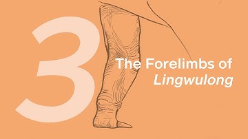 Chuanchuan the Lingwulong 3: The Forelimbs | Learn to Draw Dinosaurs with ZHAO Chuang