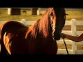 A Horse Called Bear Movie June 2014
