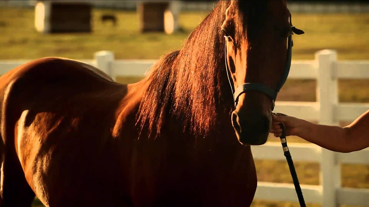 Called horse. Horse Call. Run like a Horse.