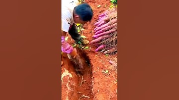 Harvesting yams - by way of digging