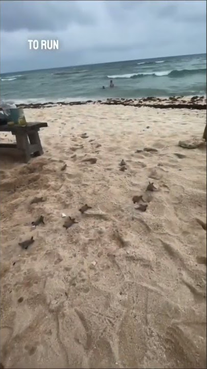 🐢 babe turtle❤️
