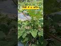 भिंडी में 3G कटिंग के फायदे #agriculture #farming #भिंडी #bhindi #ledyfingar #farmerlife