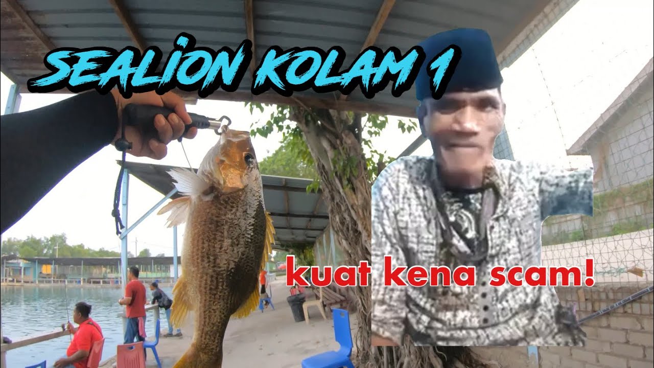 SEALION KOLAM 1