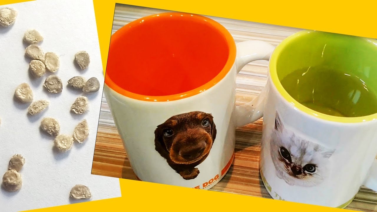 Обработка семян томатов перед посадкой в 2023 году