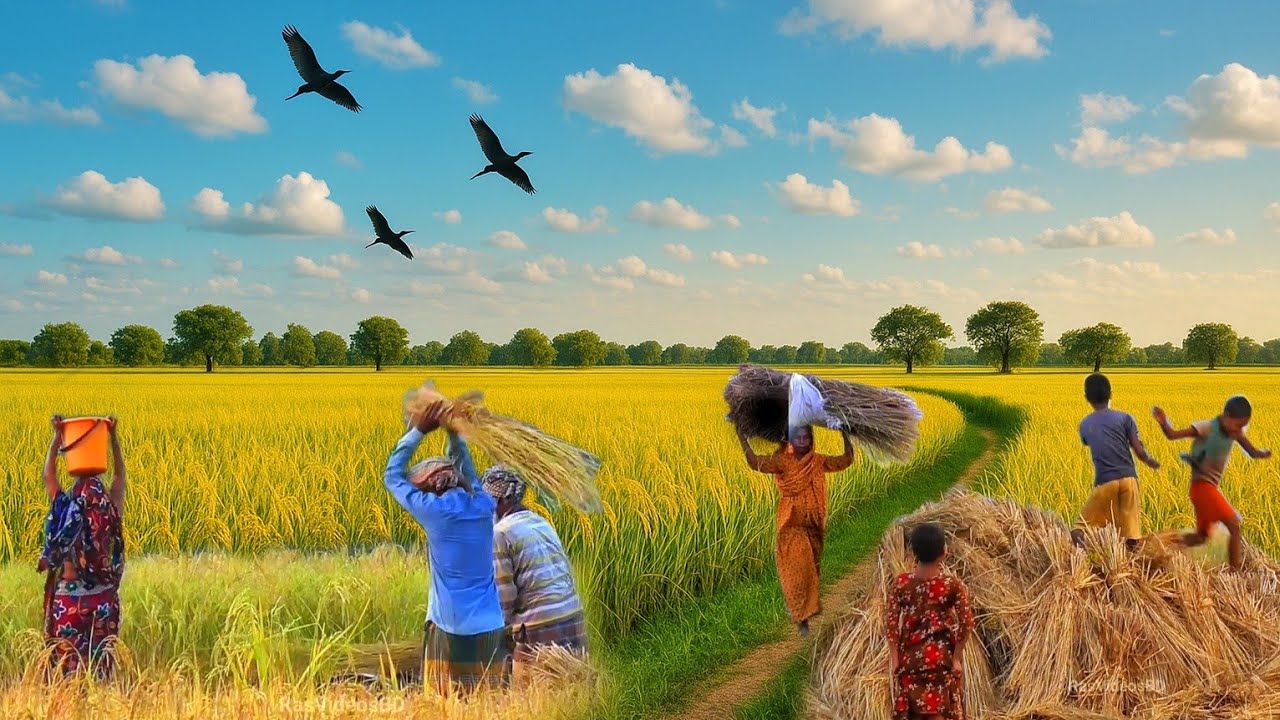 Beauty of Nuralapur Bill - Village Pond & River Bangladesh | Nature Travel Bangladesh | নুরালাপুর