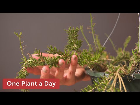Video: Mesembryanthemum là gì - Tìm hiểu về Chăm sóc cây trồng Mesembryanthemum
