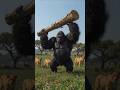 Lions Surround — But the Gorilla Fights Back! 🦍🦁 #animalbattle #animalfight