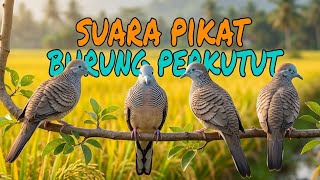 Suara Pikat Burung Perkutut Ampuh & Jernih | Pancing Perkutut Liar Cepat Turun || jebakan bocil