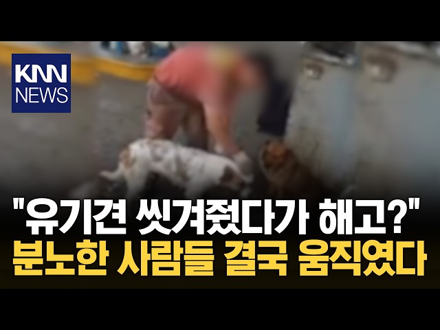 길 잃은 개 챙겼다가 '해고' 통쾌한 반전 결과까지?… / KNN