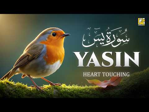 Surah Yaseen (سورة يس) | Calming Lofi Quran for Stress Relief & Soul Comfort #lofiquran