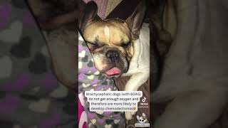 Chemodectoma In Brachy Breeds Like The French Bulldog