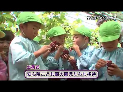 「美味しくてほっぺ落ちそう」宇佐市安心院町でブドウの初出荷式　園児がデラウェアを味わう　大分