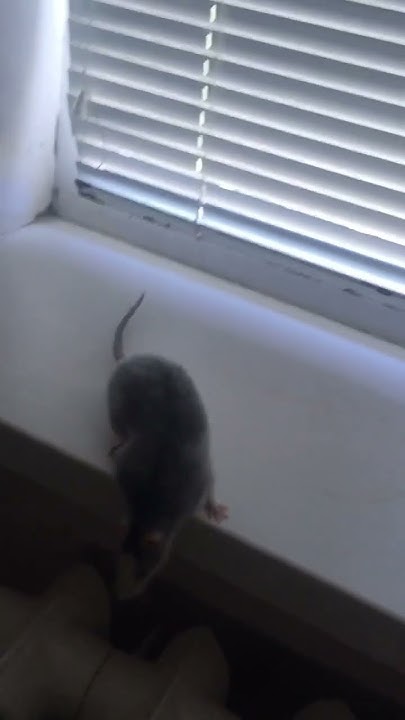 Крыса у окошка #крысы #rats #декоративныекрысы #домашниекрысы #сила # ...