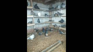 Miro Ve Risasi Güvercinlerim.