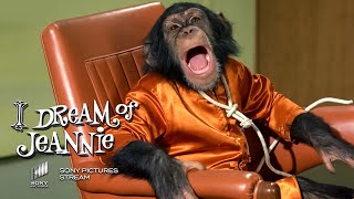 Tony accidentally gets converted into a Monkey | I Dream of Jeannie | Classic TV Show