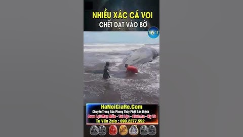 Cá voi chết trên bờ biển #shorts #cothebanchuabiet