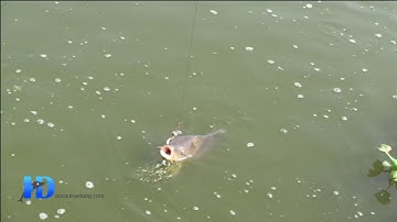 ►[Đồ Câu Hải Đăng]Bắt em cá chép khủng làm bữa tất niên cho nó rực rỡ