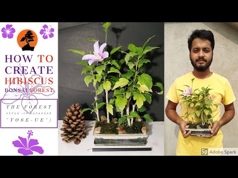 Vídeo: Fertilizing Rose Of Sharon Plants - Quanto alimentar um arbusto Althea