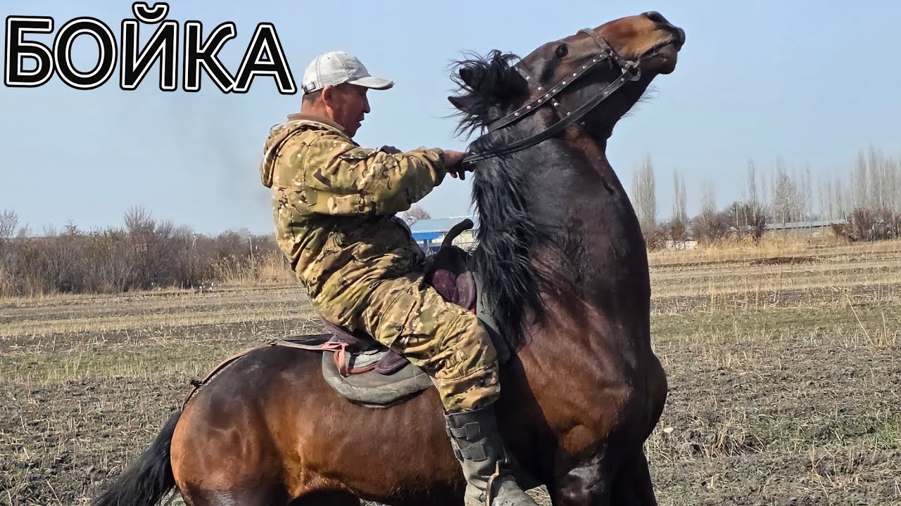 БойкА БАБЫРДА