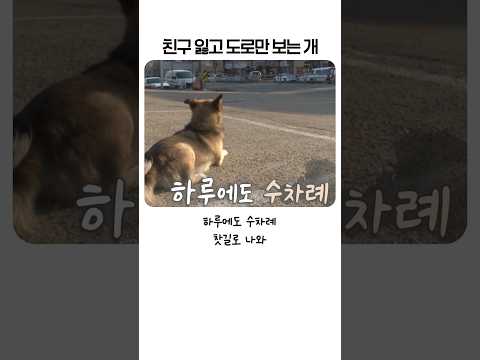 "내가 못 지켜줘서 미안해" 두 친구를 잃고 매일 찻길만 바라보는 강아지 (오열주의) thumbnail