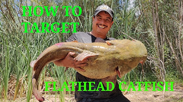 Where To Find Flathead Catfish And What Rigs to Use To Catch Them