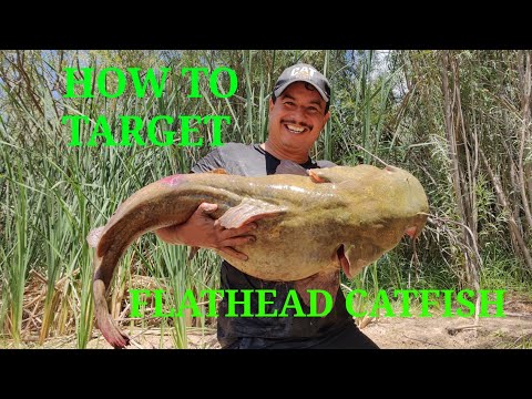 Where To Find Flathead Catfish And What Rigs to Use To Catch Them 