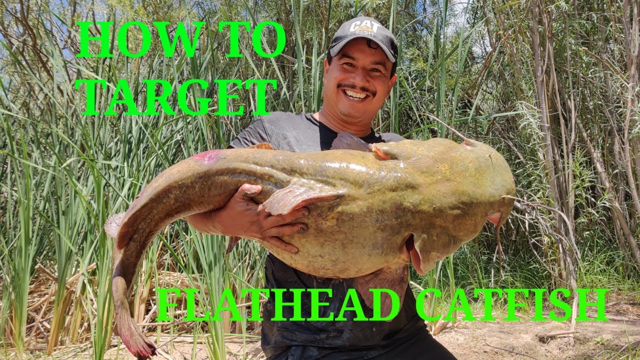 Where To Find Flathead Catfish And What Rigs to Use To Catch Them YouTube