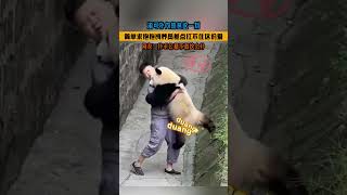 渝可扑向奶爸这一刻,简单求抱抱词养员差点扛不住这份爱! #离谱操作 #杂谈 #搞笑