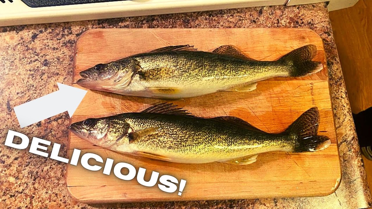 Using NIGHTCRAWLERS To Catch TOOTHY FISH!!! YouTube