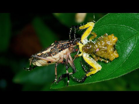 Bird Dung Crab Spider - Phrynarachne ceylonica