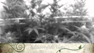 Green Mountain Grow Flower Week 3