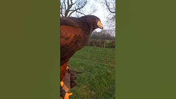 HARRIS HAWK OUT IN THE FIELD