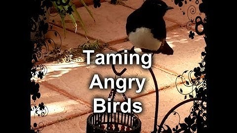 Aggression: Behaviour Modification - It