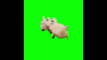3 Ducks Running Arround - Green Screen