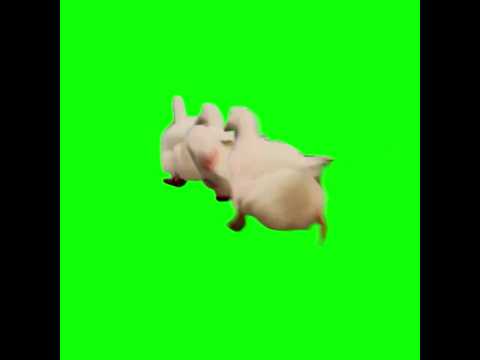 3 Ducks Running Arround Green Screen