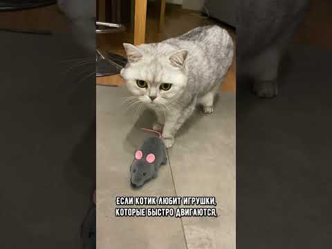 Как любимая игрушка твоего котика, может раскрыть тайну его характера #коты #котики #кот