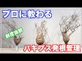 【パキプス発根管理】素人がプロに教わりながらパキプス発根管理に挑戦｜komo.dry｜オペルクリカリアパキプス