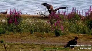 Mississippi River Flyway 9-14-20, 12:10 pm Juvie BE entertaining himself with a stick