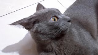 Busok, Kucing Ras Asli Madura Yang Diakui Dunia