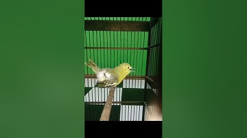 CIPOH/SIRTU GACOR BIKIN EMOSI SEMUA LAWAN.. CABA DAN BUKTIKAN