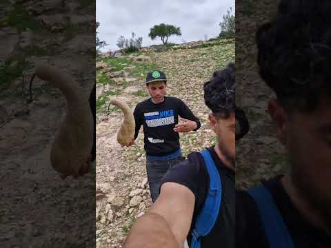 شوفو سلاوي تبارك الله فسبت الكنافة الأمازيغية كتخطف الأنظار اكسبلور  تيك توك