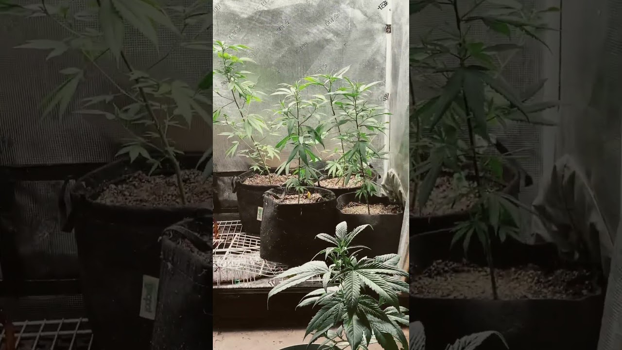 9# hammer indica and Purple urkle aka mendo purps