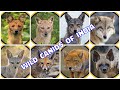Wild Canids of India