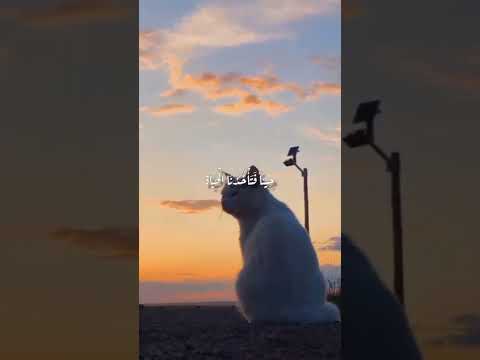 تتنفس الأرواح حين تراه