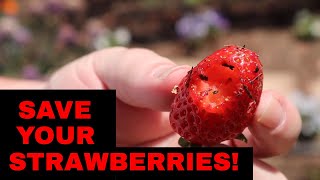 Do you hate seeing your strawberries eaten by insects and other pests?
watch today's episode demonstrating how to use pvc pipe protect from
i...
