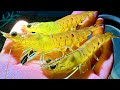 東京湾で大発生したクルマエビの仲間を取って食う