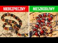 18 Niebezpiecznych Węży Na Które Podczas Spotkania Lepiej Nawet Nie Patrzeć 18 Niebezpiecznych Węży Na Które Podczas Spotkania Lepiej Nawet Nie Patrzeć